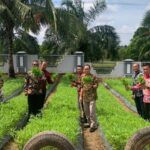 Lapas Banyuasin Panen 50 kg Sayur Kangkung Hasil Budidaya Warga Binaan*