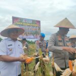 Kapolres Banyuasin Pimpin Panen Jagung di Lahan Kelompok Tani Serumpun 2 Desa Tanjung Laut