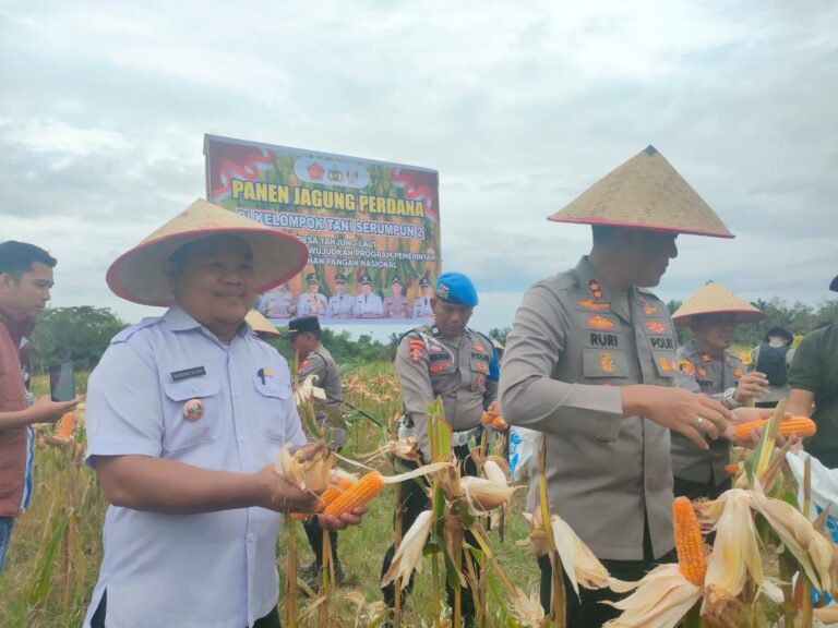 Kapolres Banyuasin Pimpin Panen Jagung di Lahan Kelompok Tani Serumpun 2 Desa Tanjung Laut