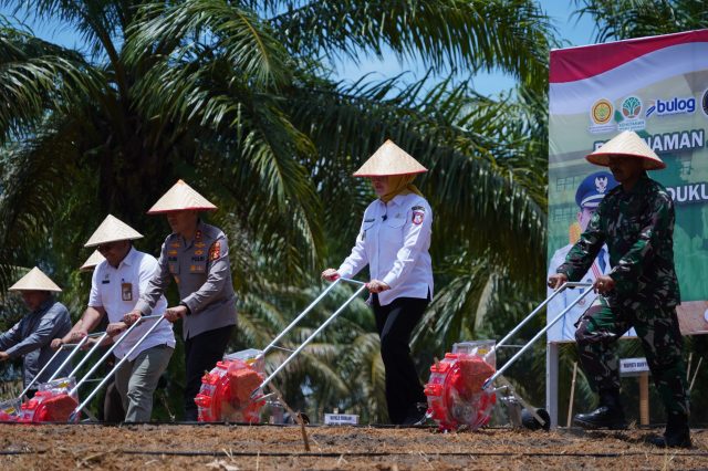 Penanaman Jagung Serentak Kuartal IV, Pemkab Banyuasin Siap Sukseskan Ketahanan Pangan Nasional