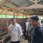 Bupati Banyuasin Askolani Tinjau Duren Ijo Peternakan Dan Penggemukan Kambing