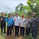 Dukung Petani Bawang Merah Desa Tirto Sari, Bupati Banyuasin Tinjau Kebun Bawang Merah