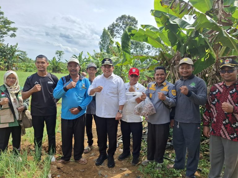 Dukung Petani Bawang Merah Desa Tirto Sari, Bupati Banyuasin Tinjau Kebun Bawang Merah
