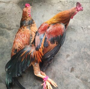 Usai Kepindahan Kapolres Banyuasin, Insan Pers Potong Dua Ayam Jago Sebagai Bentuk Rasa Syukur